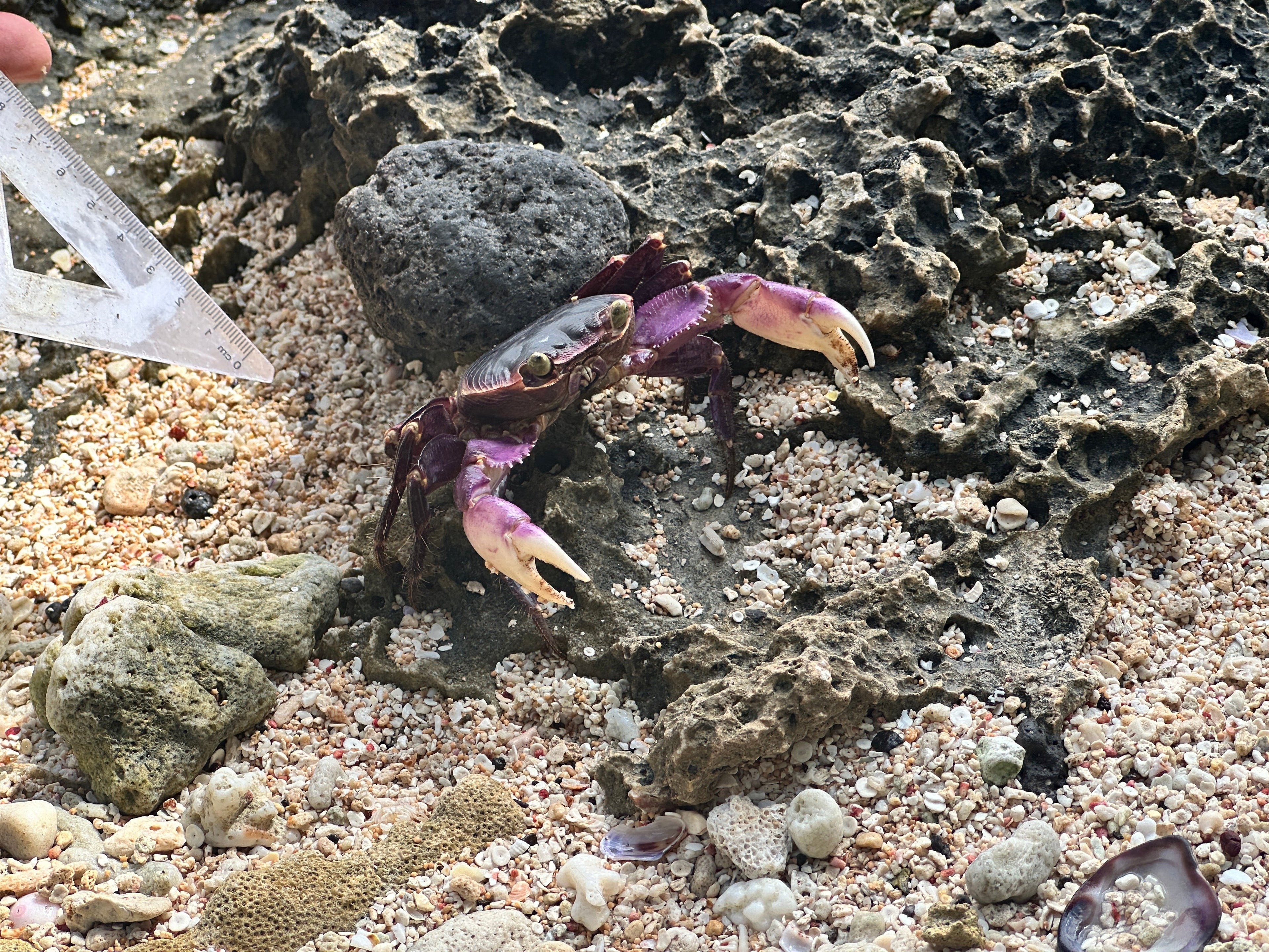 SWIM VANUATU WEEK 2 9TH - 15TH AUGUST 2027 - 1 SWIMMER DEPOSIT